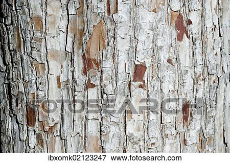 "Bark, Baden-Wuerttemberg, Germany, Europe" View Large Photo Image Stock Photo - "Bark, Baden-Wuerttemberg, Germany, Europe". Fotosearch