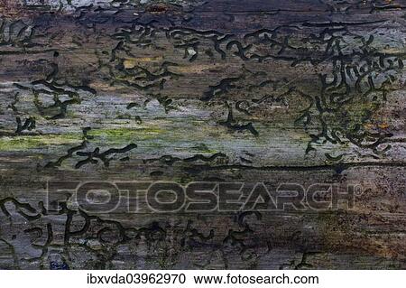 "Bark Beetle (Scolytinae) larval galleries, Germany, Europe" View Large Photo Image Stock Image - "Bark Beetle (Scolytinae) larval galleries, Germany, Europe". Fotosearch