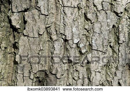 Stock Image - "Bark, Common Walnut Tree (Juglans regia), Baden-Wurttemberg, Germany, Europe". Fotosearch