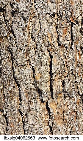 "Bark of a Pine tree (Pinus sylvestris), Bavaria, Germany, Europe" View Large Photo Image Stock Image - "Bark of a Pine tree (Pinus sylvestris), Bavaria, Germany, Europe". Fotosearch