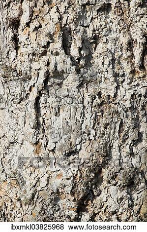 Bark of a Plane Tree (Platanus) View Large Photo Image Stock Photo - Bark of a Plane Tree (Platanus). Fotosearch