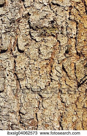 Stock Image - "Bark of a Spruce tree (Abies picata), Bavaria, Germany, Europe". Fotosearch