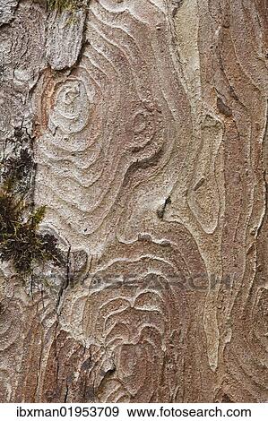 Stock Photo - "Bark of a Sycamore (Acer pseudoplatanus), Upper Bavaria, Bavaria, Germany, Europe". Fotosearch