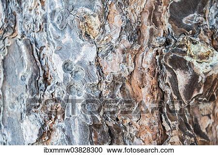 "Bark of the Canary Island Pine, Tenerife, Canary Islands, Spain, Europe" View Large Photo Image Stock Image - "Bark of the Canary Island Pine, Tenerife, Canary Islands, Spain, Europe". Fotosearch