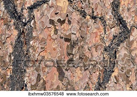 Stock Photo - "Bark of the Ponderosa Pine (Pinus ponderosa), Sitgreaves National Forest, Arizona, United States, North America". Fotosearch