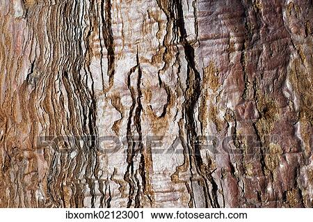 "Bark, old Redwood (Sequoioideae), Baden-Wuerttemberg, Germany, Europe" View Large Photo Image Stock Image - "Bark, old Redwood (Sequoioideae), Baden-Wuerttemberg, Germany, Europe". Fotosearch