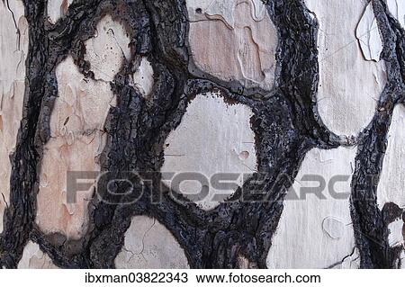 "Bark with fire damage, Canary Island Pine (Pinus canariensis), La Palma, Canary Islands, Spain, Europe" View Large Photo Image Stock Image - "Bark with fire damage, Canary Island Pine (Pinus canariensis), La Palma, Canary Islands, Spain, Europe". Fotosearch