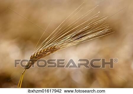 Stock Image - Barley ear (Hordeum vulgare). Fotosearch