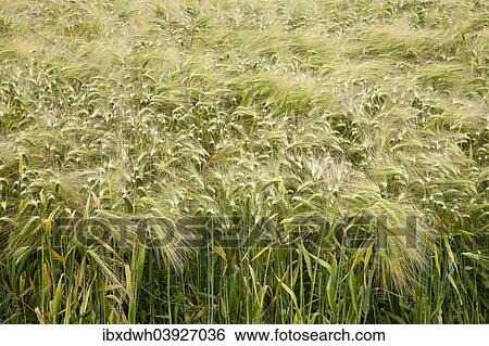 Stock Photograph - "Barley field, Barley (Hordeum vulgare), North Rhine-Westphalia, Germany, Europe". Fotosearch