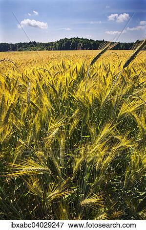 Stock Photo - "Barley field, Bavaria, Germany, Europe". Fotosearch