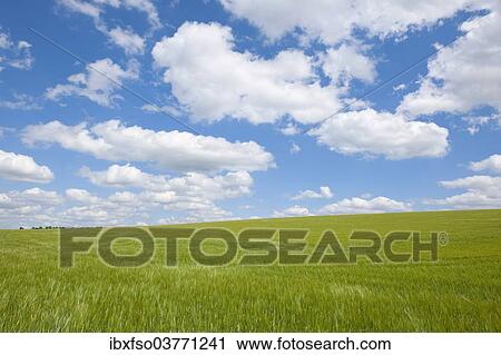 "Barley field (Hordeum vulgare) in spring with blue sky and cumulus clouds, Thuringia, Germany, Europe" View Large Photo Image Stock Image - "Barley field (Hordeum vulgare) in spring with blue sky and cumulus clouds, Thuringia, Germany, Europe". Fotosearch