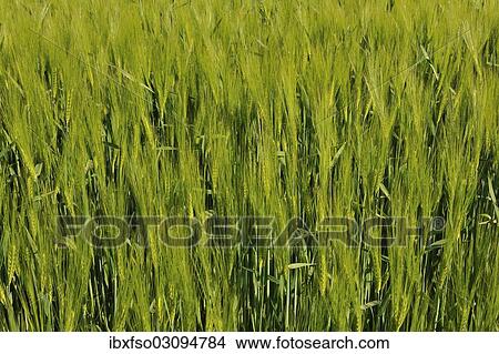"Barley field (Hordeum vulgare), Thuringia, Germany, Europe" View Large Photo Image Picture - "Barley field (Hordeum vulgare), Thuringia, Germany, Europe". Fotosearch