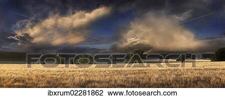 Stock Image - "Barley field in the evening light, near Adelschlag, Bavaria, Germany, Europe". Fotosearch