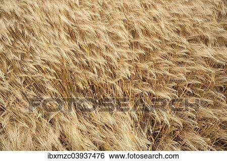 Stock Photograph - "Barley field, ripe Barley (Hordeum vulgare), Bavaria, Germany, Europe". Fotosearch