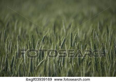 "Barley (Hordeum vulgare), barley field" View Large Photo Image Stock Photo - "Barley (Hordeum vulgare), barley field". Fotosearch