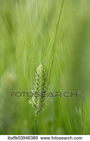 "Barley (Hordeum vulgare), ear in the field, Huanuco Province, Peru, South America" View Large Photo Image Stock Photo - "Barley (Hordeum vulgare), ear in the field, Huanuco Province, Peru, South America". Fotosearch