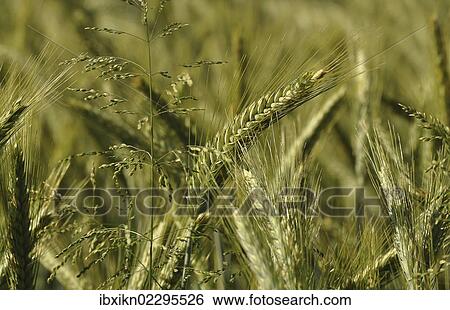 Stock Photograph - Barley (Hordeum vulgare). Fotosearch