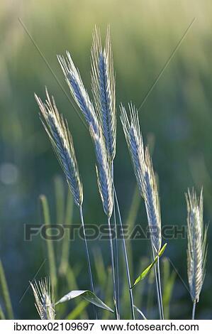 Stock Photo - "Barley (Hordeum vulgare), Upper Bavaria, Bavaria, Germany, Europe, PublicGround, Europe". Fotosearch