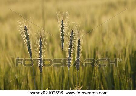 "Barley (Hordeum vulgare), Upper Bavaria, Bavaria, Germany, Europe, PublicGround, Europe" View Large Photo Image Stock Photograph - "Barley (Hordeum vulgare), Upper Bavaria, Bavaria, Germany, Europe, PublicGround, Europe". Fotosearch