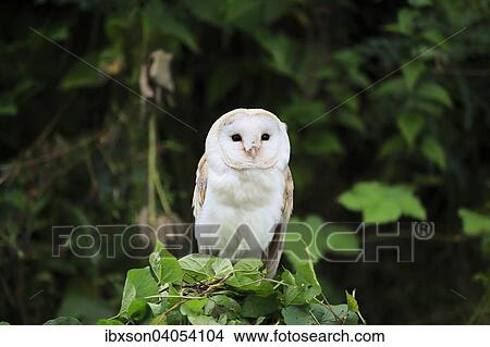 "Barn Owl (Tyto alba), adult bird perched on tree, Surrey, England, United Kingdom, Europe" View Large Photo Image Picture - "Barn Owl (Tyto alba), adult bird perched on tree, Surrey, England, United Kingdom, Europe". Fotosearch