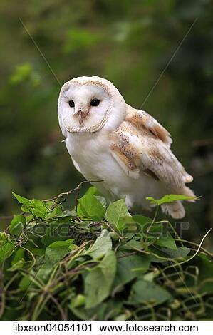 "Barn Owl (Tyto alba), adult bird perched on tree, Surrey, England, United Kingdom, Europe" View Large Photo Image Stock Image - "Barn Owl (Tyto alba), adult bird perched on tree, Surrey, England, United Kingdom, Europe". Fotosearch