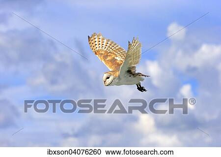"Barn Owl (Tyto alba), adult, in flight, captive, Rhineland-Palatinate, Germany, Europe" View Large Photo Image Stock Image - "Barn Owl (Tyto alba), adult, in flight, captive, Rhineland-Palatinate, Germany, Europe". Fotosearch