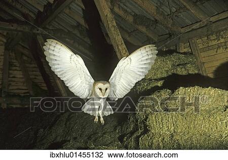 Stock Image - Barn Owl (Tyto alba) in flight in a barn. Fotosearch