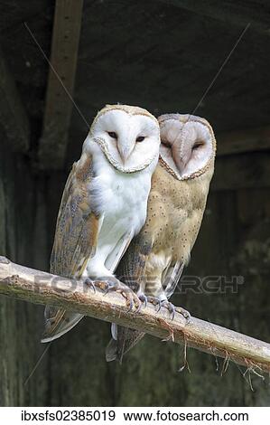 Stock Photo - Barn Owls (Tyto alba) sitting on a perch. Fotosearch