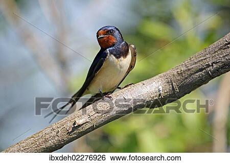 Barn Swallow Hirundo Rustica Burgenland Austria Europe Stock