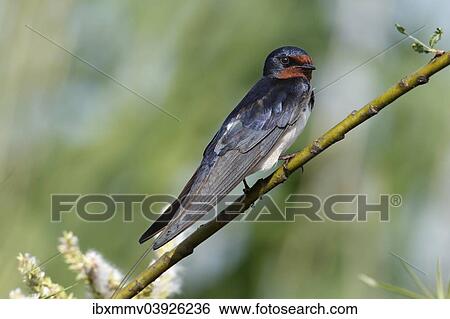 "Barn Swallow (Hirundo rustica), Mecklenburg-Western Pomerania, Germany, Europe" View Large Photo Image Stock Photograph - "Barn Swallow (Hirundo rustica), Mecklenburg-Western Pomerania, Germany, Europe". Fotosearch