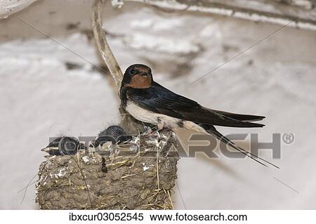"Barn Swallow (Hirundo rustica) with nestlings, Thuringia, Germany, Europe" View Large Photo Image Stock Photography - "Barn Swallow (Hirundo rustica) with nestlings, Thuringia, Germany, Europe". Fotosearch