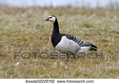 "Barnacle Goose (Branta leucopsis) on a meadow, Lauwersmeer National Park, Lauwers Sea, Holland, Netherlands, Europe" View Large Photo Image Stock Image - "Barnacle Goose (Branta leucopsis) on a meadow, Lauwersmeer National Park, Lauwers Sea, Holland, Netherlands, Europe". Fotosearch