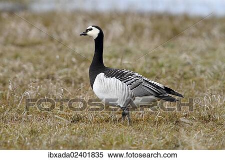 "Barnacle Goose (Branta leucopsis) on a meadow, Lauwersmeer National Park, Holland, Netherlands, Europe" View Large Photo Image Stock Photography - "Barnacle Goose (Branta leucopsis) on a meadow, Lauwersmeer National Park, Holland, Netherlands, Europe". Fotosearch