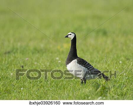 Stock Image - "Barnacle Goose (Branta leucopsis), Texel, West Frisian Islands, province of North Holland, Holland, The Netherlands, Europe". Fotosearch