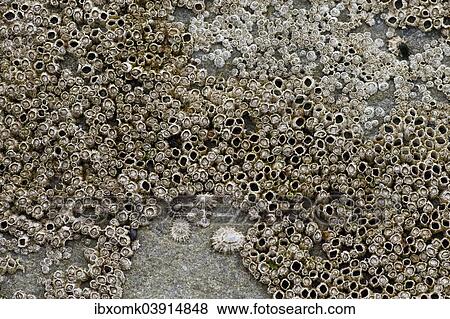 "Barnacles (Balanidae) and Limpets (Patellidae) in the surf zone on a rock, Sandoy, Faroe Islands, Denmark, Europe" View Large Photo Image Stock Photo - "Barnacles (Balanidae) and Limpets (Patellidae) in the surf zone on a rock, Sandoy, Faroe Islands, Denmark, Europe". Fotosearch