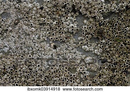 "Barnacles (Balanidae) and limpets (Patellidae) in the surf zone on a rock, Faroe Islands, Denmark, Europe" View Large Photo Image Stock Photo - "Barnacles (Balanidae) and limpets (Patellidae) in the surf zone on a rock, Faroe Islands, Denmark, Europe". Fotosearch