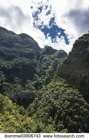 "Barranco del Agua canyon, Laurel Forest of Los Tilos, La Palma, Canary Islands, Spain, Europe" View Large Photo Image Stock Image - "Barranco del Agua canyon, Laurel Forest of Los Tilos, La Palma, Canary Islands, Spain, Europe". Fotosearch