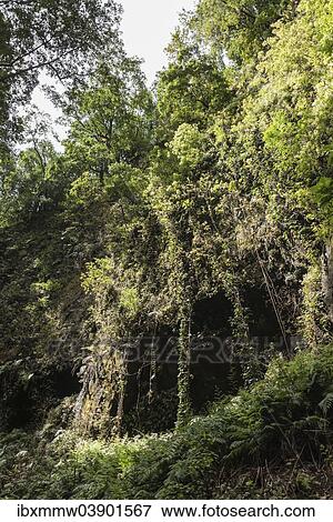 "Barranco del Agua canyon, Laurel Forest of Los Tilos, La Palma, Canary Islands, Spain, Europe" View Large Photo Image Stock Photo - "Barranco del Agua canyon, Laurel Forest of Los Tilos, La Palma, Canary Islands, Spain, Europe". Fotosearch