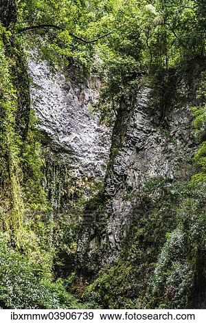 "Barranco del Agua canyon, Laurel Forest of Los Tilos, La Palma, Canary Islands, Spain, Europe" View Large Photo Image Stock Photo - "Barranco del Agua canyon, Laurel Forest of Los Tilos, La Palma, Canary Islands, Spain, Europe". Fotosearch