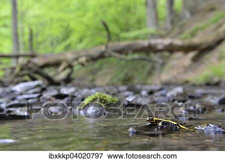 "Barred Fire Salamander (Salamandra salamandra ssp. Terrestris) on a moss-covered stone in Stolberg, Saxony-Anhalt, Germany, Europe" View Large Photo Image Stock Photo - "Barred Fire Salamander (Salamandra salamandra ssp. Terrestris) on a moss-covered stone in Stolberg, Saxony-Anhalt, Germany, Europe". Fotosearch