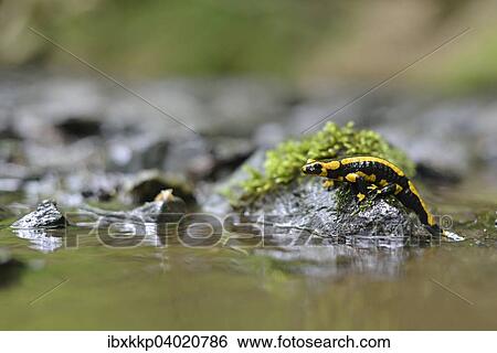 "Barred Fire Salamander (Salamandra salamandra ssp. Terrestris) on a moss-covered stone in Stolberg, Saxony-Anhalt, Germany, Europe" View Large Photo Image Stock Photograph - "Barred Fire Salamander (Salamandra salamandra ssp. Terrestris) on a moss-covered stone in Stolberg, Saxony-Anhalt, Germany, Europe". Fotosearch