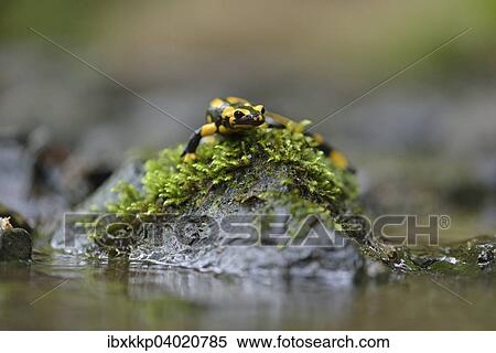 "Barred Fire Salamander (Salamandra salamandra ssp. Terrestris) on a moss-covered stone in Stolberg, Saxony-Anhalt, Germany, Europe" View Large Photo Image Stock Photography - "Barred Fire Salamander (Salamandra salamandra ssp. Terrestris) on a moss-covered stone in Stolberg, Saxony-Anhalt, Germany, Europe". Fotosearch