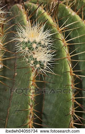 "Barrel Cactus, Golden Barrel Cactus, also Mother-in-Law's Cushion (Echinocactus grusonii), native to Mexico" View Large Photo Image Picture - "Barrel Cactus, Golden Barrel Cactus, also Mother-in-Law's Cushion (Echinocactus grusonii), native to Mexico". Fotosearch