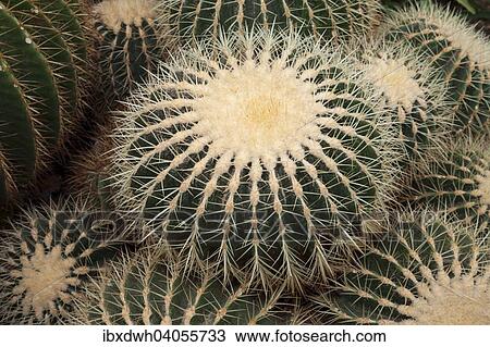 "Barrel Cactus, Golden Barrel Cactus, also Mother-in-Law's Cushion (Echinocactus grusonii), native to Mexico" View Large Photo Image Stock Image - "Barrel Cactus, Golden Barrel Cactus, also Mother-in-Law's Cushion (Echinocactus grusonii), native to Mexico". Fotosearch
