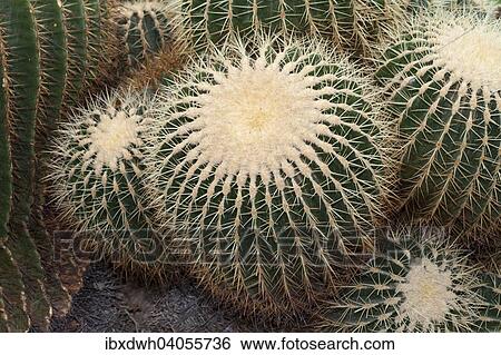 Stock Photograph - "Barrel Cactus, Golden Barrel Cactus, also Mother-in-Law's Cushion (Echinocactus grusonii), native to Mexico". Fotosearch