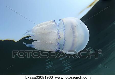 "Barrel jellyfish or Dustbin-lid jellyfish (Rhisostoma pulmo), Black Sea, Crimea, Ukraine, Europe" View Large Photo Image Stock Image - "Barrel jellyfish or Dustbin-lid jellyfish (Rhisostoma pulmo), Black Sea, Crimea, Ukraine, Europe". Fotosearch