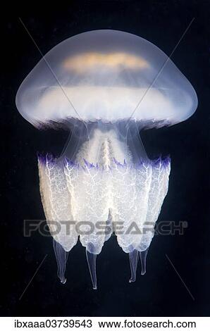 "Barrel jellyfish or Dustbin-lid Jellyfish (Rhizostoma pulmo), Black Sea, Crimea, Ukraine, Europe" View Large Photo Image Stock Image - "Barrel jellyfish or Dustbin-lid Jellyfish (Rhizostoma pulmo), Black Sea, Crimea, Ukraine, Europe". Fotosearch