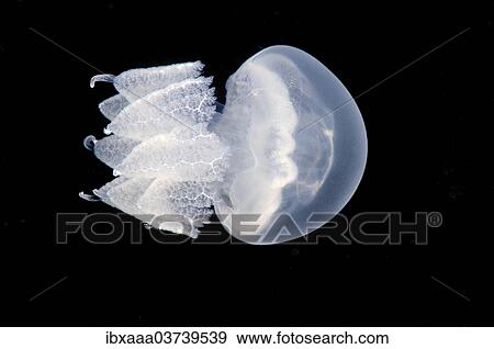 "Barrel Jellyfish or Dustbin-Lid Jellyfish (Rhizostoma pulmo), Black Sea, Crimea, Ukraine, Europe" View Large Photo Image Stock Photo - "Barrel Jellyfish or Dustbin-Lid Jellyfish (Rhizostoma pulmo), Black Sea, Crimea, Ukraine, Europe". Fotosearch