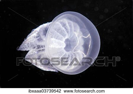 "Barrel Jellyfish (Rhizostoma pulmo), Black Sea, Crimea, Ukraine, Europe" View Large Photo Image Stock Image - "Barrel Jellyfish (Rhizostoma pulmo), Black Sea, Crimea, Ukraine, Europe". Fotosearch