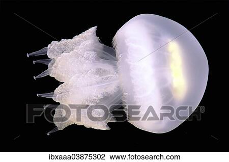 "Barrel Jellyfish (Rhizostoma pulmo), Black Sea, Crimea, Russia, Europe" View Large Photo Image Stock Image - "Barrel Jellyfish (Rhizostoma pulmo), Black Sea, Crimea, Russia, Europe". Fotosearch